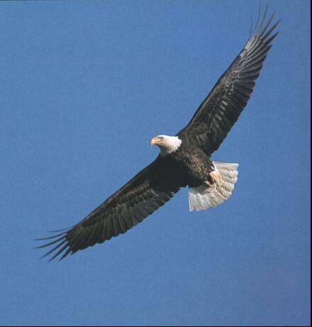 Photo of North American bald eagle flying
